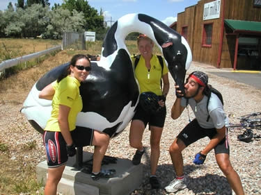 It's a cow. It's a goose. It's a cow-goose.
(That's all we know too.)