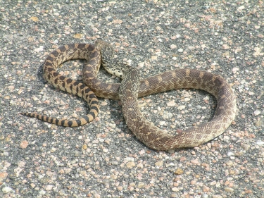 ...And then we fed them to the snake.