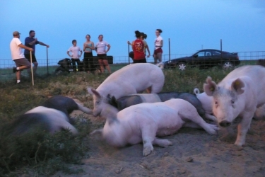 Playing with the showpigs on the Neills' family farm!